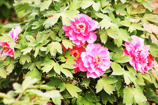 牡丹花 花卉 植物