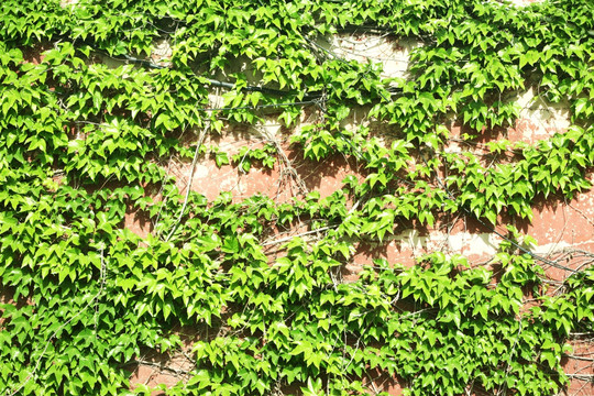 爬墙虎 绿色植物 素材