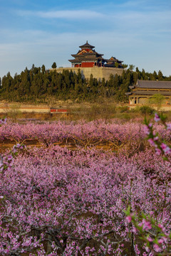 田园桃花 甲子园春景