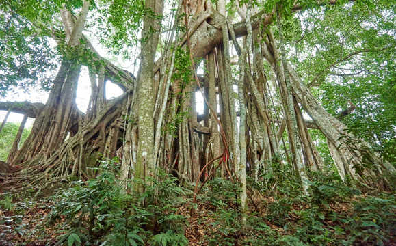 榕树气根