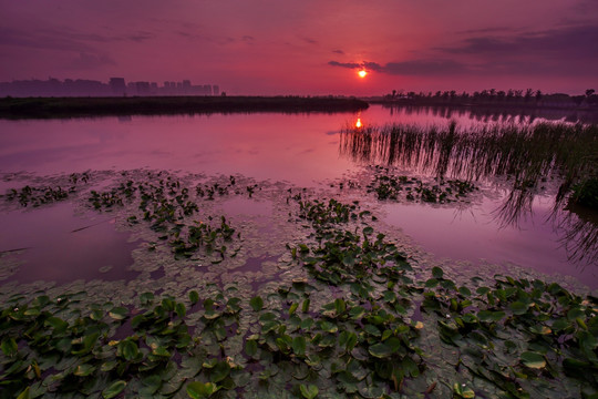 杭州湾湿地风光