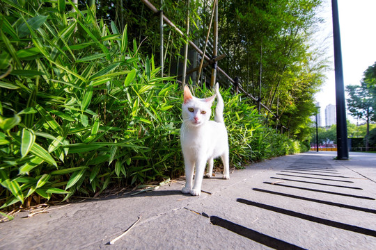 白色流浪猫