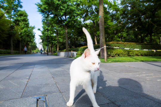 白色流浪猫