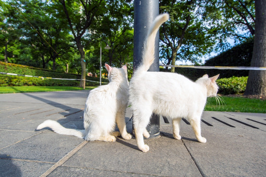 白色流浪猫