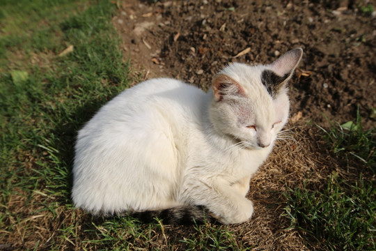 白色流浪猫