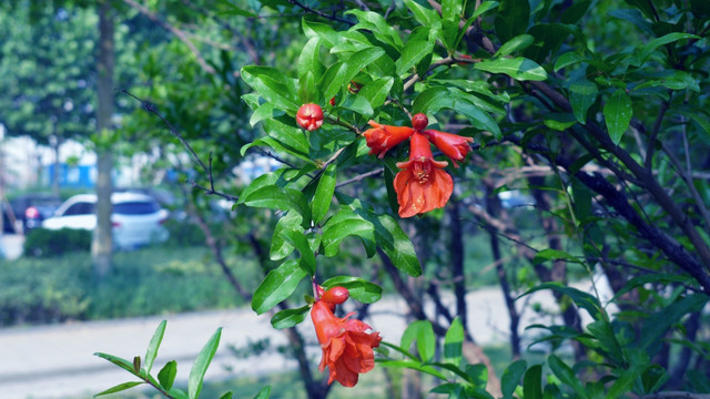 石榴花