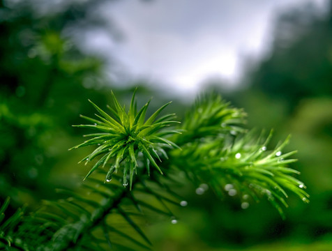 刺柏枝叶和雨水水珠