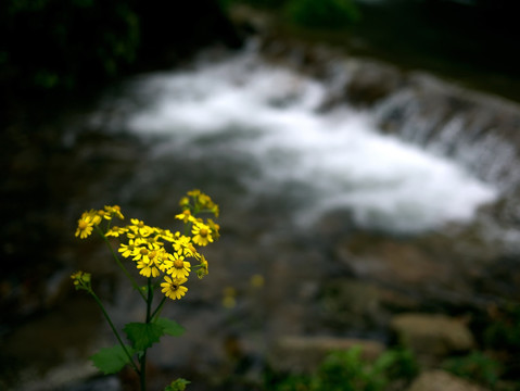 山涧溪流和黄色野菊花
