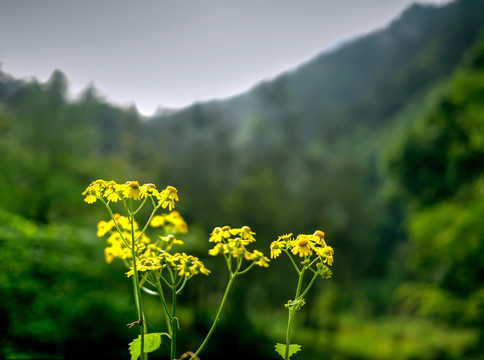 黄色野菊花近景特写