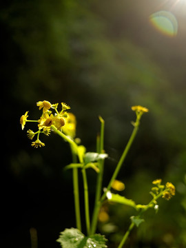 黄色野菊花