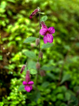地黄中草药紫色花