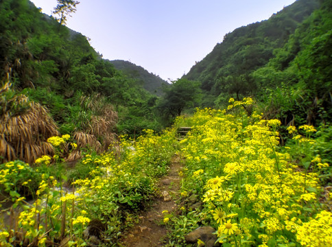 金华塔石乡小埠口村山路野菊花