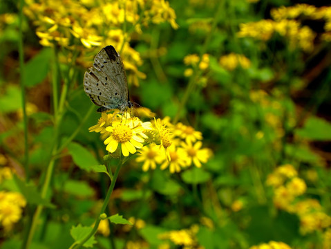 蝴蝶和黄色野菊花特写