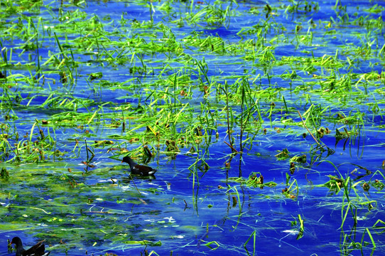 绿色水草中的水鸟