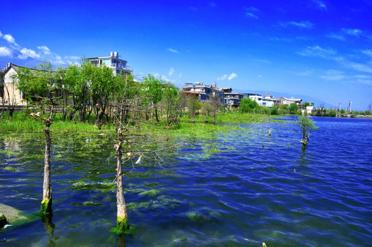 洱海岸边景观