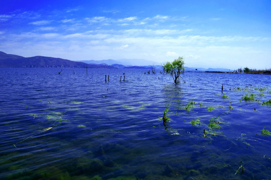 洱海湖水