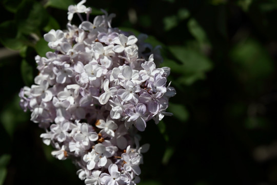 丁香花