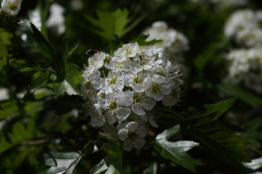 山钉子花