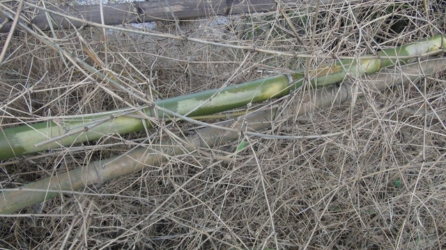 枯萎的竹子