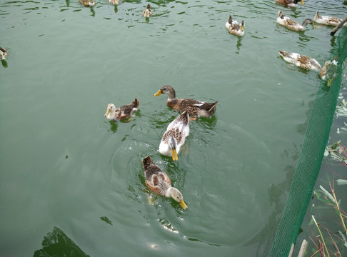 鸭子戏水