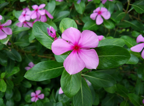 花儿