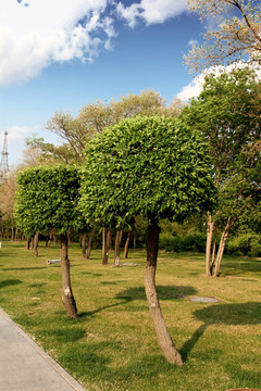 园林 园艺 城市绿化
