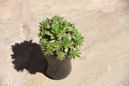 多肉植物观音莲