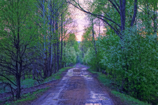 林间小路