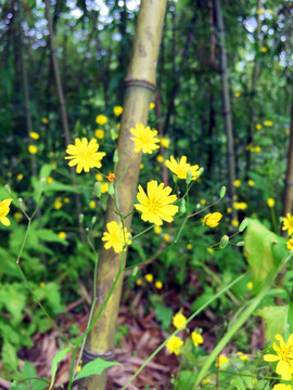 野花