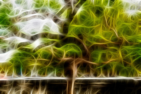 樹茂