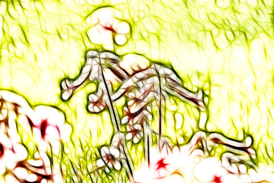 地黃花