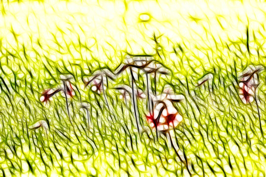 地黃花