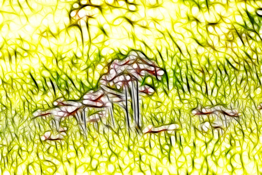 地黃花