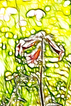 地黃花