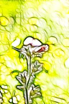 地黃花