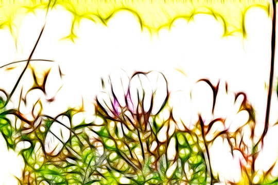 白花苜蓿
