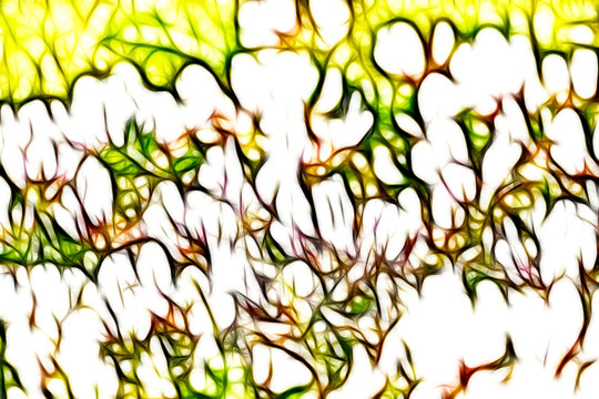 白花苜蓿