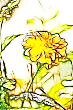 金球花