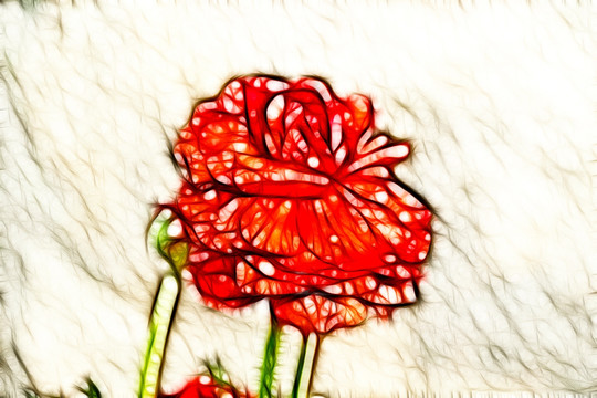 雨后殘花
