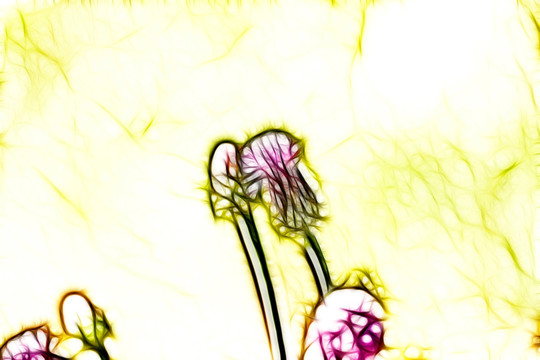 紫花藿香薊