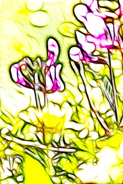 紫花苜蓿