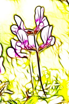 紫花苜蓿