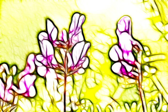 紫花苜蓿