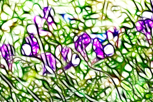紫花苜蓿