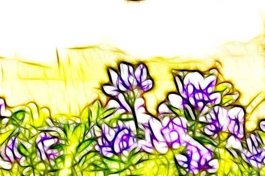 紫花苜蓿