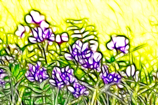 紫花苜蓿