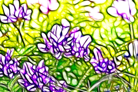 紫花苜蓿
