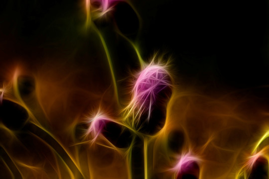 紫花藿香薊