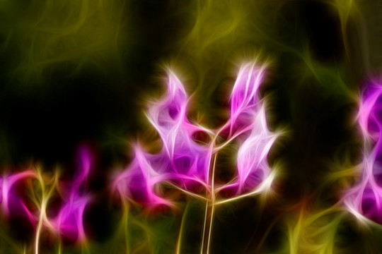 紫花苜蓿