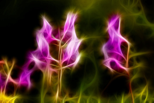 紫花苜蓿